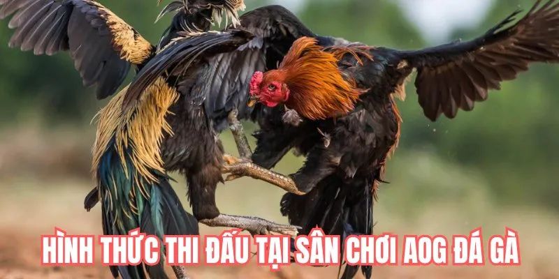 Các loại hình thi đấu có mặt tại AOG đá gà